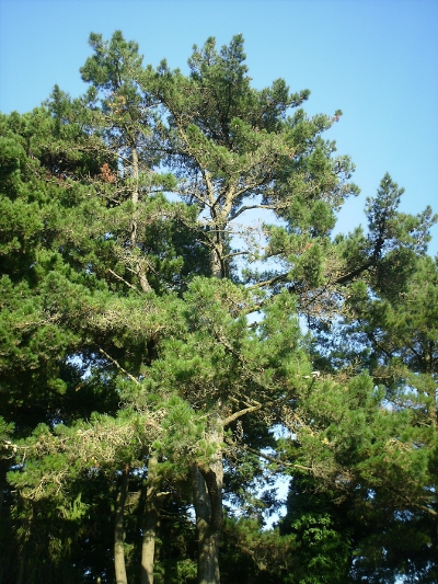 Picea abies e Pinus sp. pl.